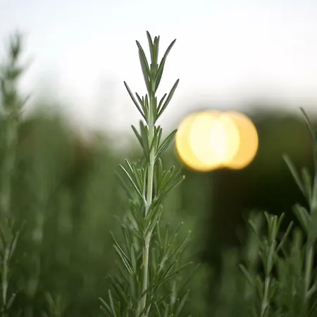 Bed & Breakfast Tenuta Ranieri